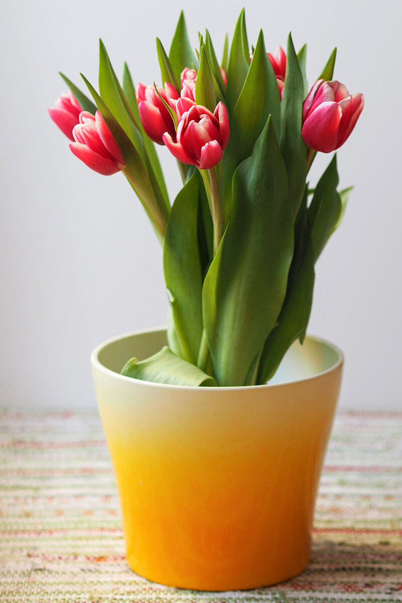 Pflanzen, Handgepäck, Blumen